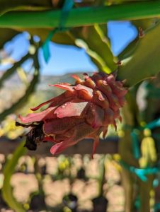 Desert King 2 ripe dragon fruit cactus