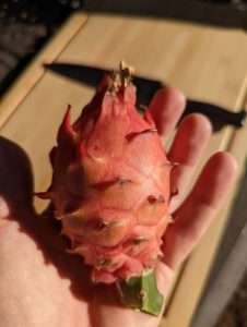 dragon fruit size